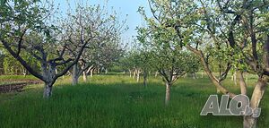 Овощна градина, подходяща за строителство ( 1 дка) село Ерден, обл. Монтана Продажа 1000 кв.м Под застройку (УПИ) Без электричества Без воды | Участки под застройку, Инвестиционные проекты | Ерден
