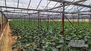 Продавам Земеделски Имот в с. Първомай, община Петрич Земли сельхозназначения 5000 кв.м 5 категории | Сельскохозяйственная земля, Сады, Виноградники | Първомай