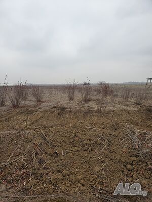 Публична продан от ЧСИ на Земеделска земя в с. Мало Конаре местност БУНАР АЛЧАК Земли сельхозназначения 8195 кв.м | Сельскохозяйственная земля, Сады, Виноградники | Мало Конаре