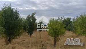 САМО В ЕРА! ЕРА Сити Център продава овощна градина в с. Ковач, обл. Стара Загора Фруктовый сад 6301 кв.м 4 категории | Сельскохозяйственная земля, Сады, Виноградники | Ковач