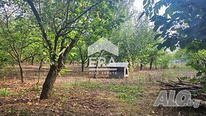 ЕРА ИмотиТе предлага за продажба Парцел - овощна градина, разположен в землището на с. Разбойна, м-с.. Фруктовый сад 726 кв.м 4 категории | Сельскохозяйственная земля, Сады, Виноградники | Разбойна