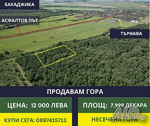 🌳 Продавам Гора на Бакаджика! 🌲 Лес 7999 кв.м Не указано | Сельскохозяйственная земля, Сады, Виноградники | Търнава