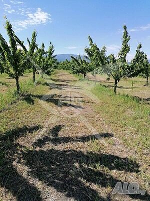 Парцел в Йоаким Груево! 78456 Продажа 23000 кв.м Не находится в планировке Без электричества Без воды | Участки под застройку, Инвестиционные проекты | Йоаким Груево