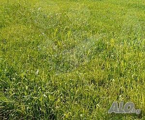 Парцел в Крушево 85414 Продажа 1850 кв.м Под застройку (УПИ) Без электричества Без воды | Участки под застройку, Инвестиционные проекты | Крушево