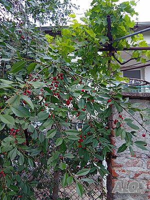 Продавам къща Двухэтажный 140 кв.м РЗП 3000 кв.м двор | Дома/Дачи | Тополовград Българска поляна