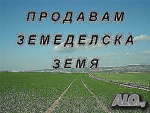 продажба на парцел 4000м2 Земли сельхозназначения 4000 кв.м 8 категории | Сельскохозяйственная земля, Сады, Виноградники | Граматиково