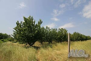 Черешова градина Фруктовый сад 17000 кв.м Не указано | Сельскохозяйственная земля, Сады, Виноградники | Калояново